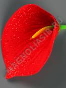 Москва***Антуриум бархатный с блеском 1сл 10см без пестика (крас с красн) (пестик см 2212)