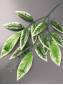 Ветка Манго 3 ветки зеленый лист с белой кромкой 70см.