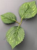 ***Лист хризантемы с прожилками тройной 20см 