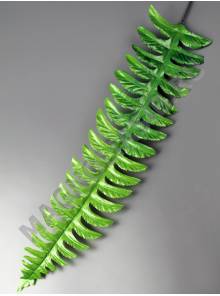 МоскваЛист папоротника шёлкового лесного большой 42/57 см