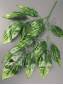 Ветка манго 3 ветки  Альпиния 70см