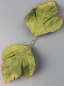 Лист хризантемы Осень флористической двойной хлопок  25см