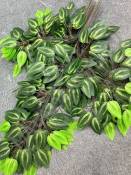  Ветка фикуса "Традесканция" 62см