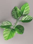 Лист розы рифленый шёлк 6 листьев 19см