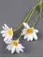 Добавка соцветие из трех ромашек 12см (бел) 