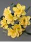 Букет нарциссов 7гр 32см (бел жел роз сир фиол)