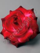 Москва***Роза цветная бархат 5сл 15см (борд) /К