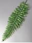 Лист папоротника лесного  пластм зеленого 30/48см (зел св-зел)