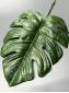 Лист монстеры шелк 21/34 см.