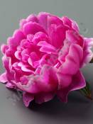 Пион "Зефир" неткан. 5 сл 11 см.(бел крас син сир роз-сир борд жёлт микс)