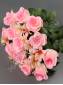 ***Букет полубутонов роз 18 гр 53 см(бел крас сир вишн персик)