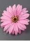 ***Гербера хлопок 2сл 13см (крем роз)