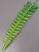 Лист папоротника шёлкового лесного средний 35/48 см