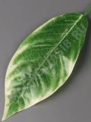 Лист фикуса крупнолистного с белой кромкой 20/37 