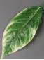 Лист фикуса крупнолистного с белой кромкой 20/37 
