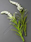 Добавка для композиций Колосок 13см (бел)