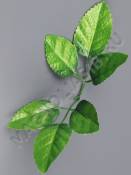 Лист шестерной зеленый 18см