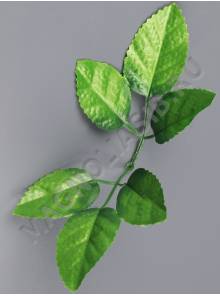 Лист шестерной зеленый 18см