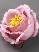 Роза-шиповник хлопок 5 сл 10 см (бел борд роз фиол перс сир)