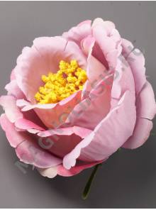 Роза-шиповник хлопок 5 сл 10 см (бел борд роз фиол перс сир)