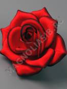 Роза бархат тонированная 4сл 14.5см (красная)/К