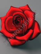 Роза бархат тонированная 4сл 14.5см (красная)/К