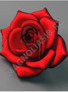 Роза бархат тонированная 4сл 14.5см (красная)/К