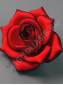 Роза бархат тонированная 4сл 14.5см (красная)/К