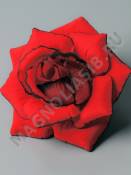 Москва***Роза бархат красная с черным краем 4сл 14см/К