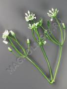 Москва.Добавка для композиций тройная с белым соцветиями 10 см 