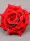 Роза бархатная Гигант 5сл 20см красная