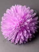 Хризантема игольчатая неткан 8сл 15см (бел син крас лайм сир мал )