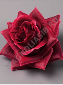 Роза Эльдорадо неткан. 6сл 14см (бел крас сир сливоч борд роз-перс св-роз оран микс)/К