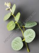 Веточка эвкалипта тонир , макушка 15см