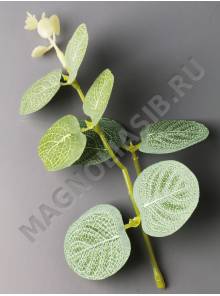 Веточка эвкалипта тонир , макушка 15см